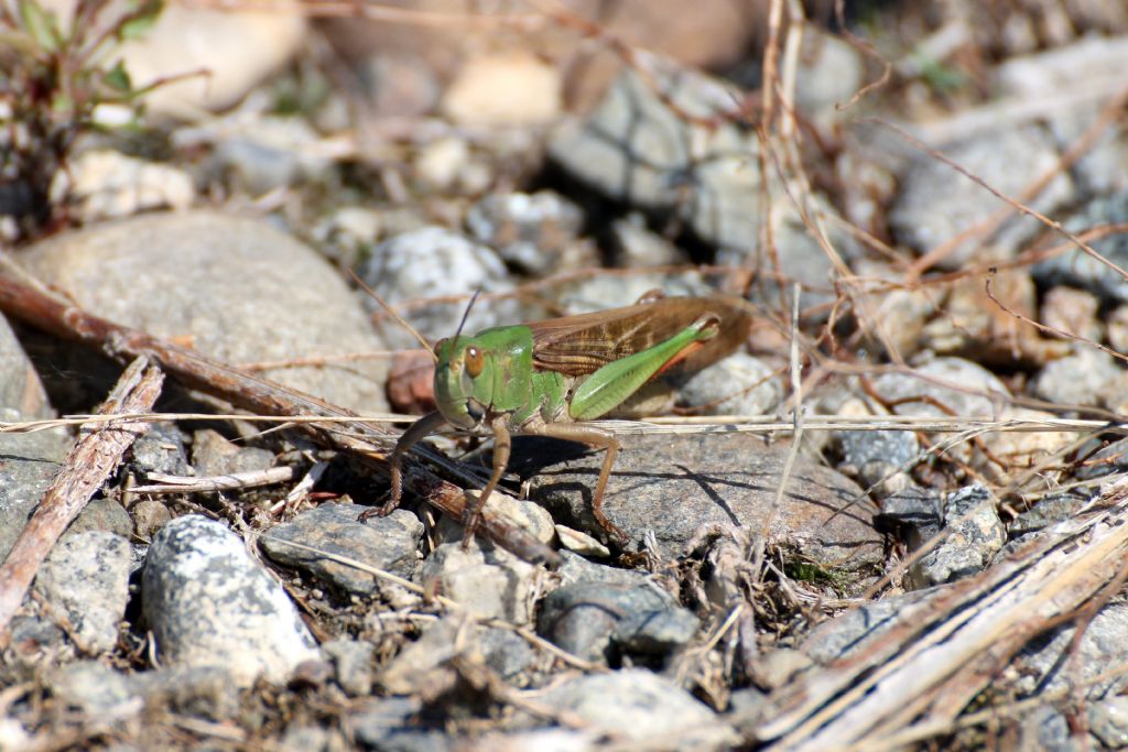 Locusta migratoria cinerascens?
